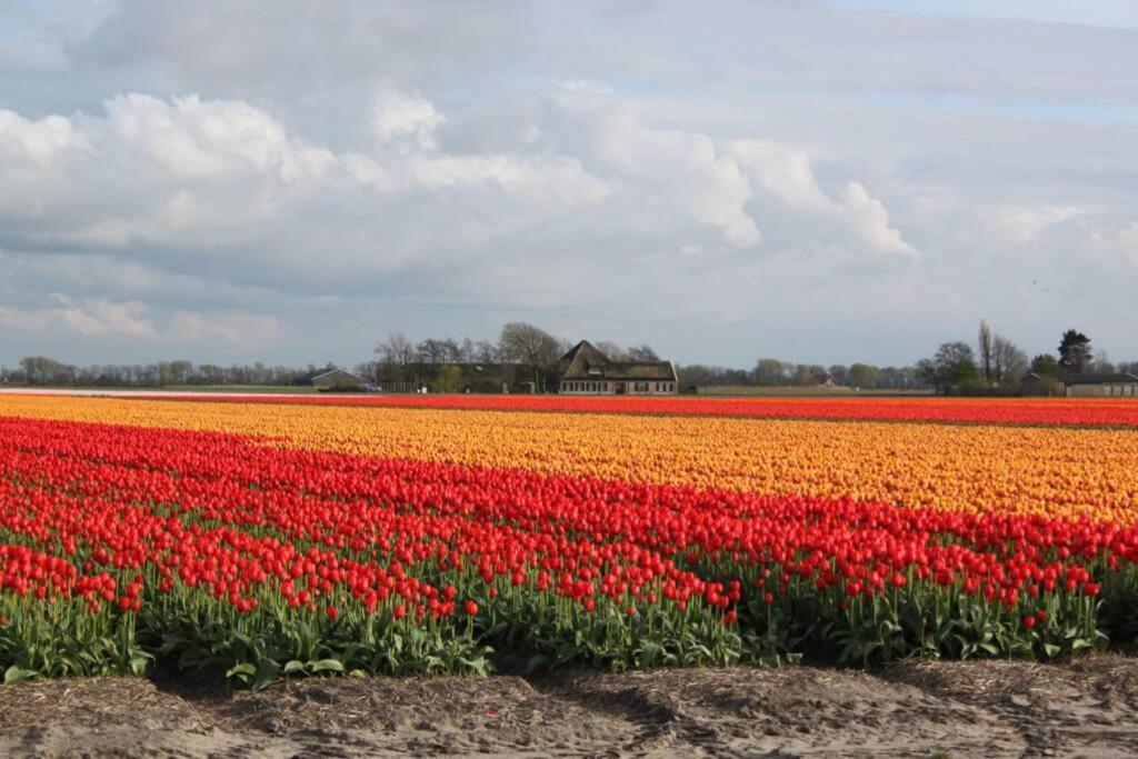 Vila Tiny House Holland Oudesluis  Exteriér fotografie