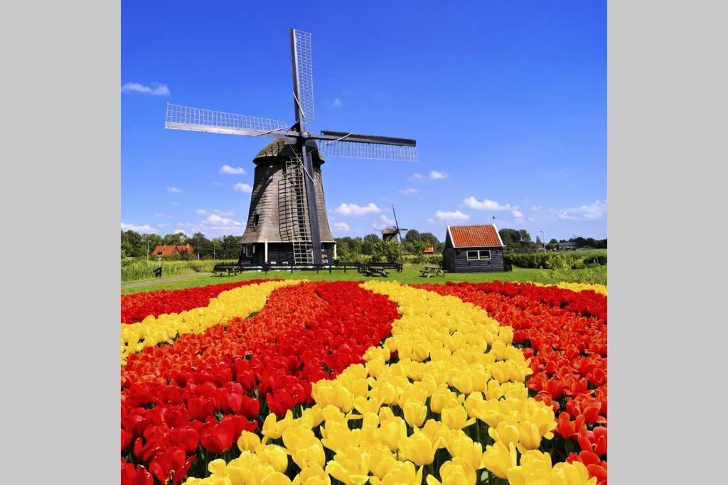 Vila Tiny House Holland Oudesluis  Exteriér fotografie